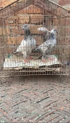 pati wala parwazi pair / jorda