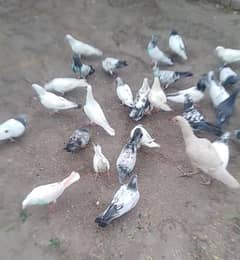 healthy and active high fly. pori clony for sall . 300 pr piece.
