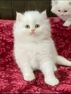 cats