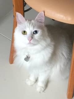 Double coated Persian kitten with unique eyes for sale