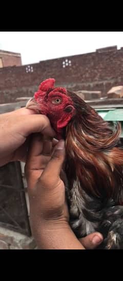 Top Quality male for sale 03204048942