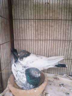 High Flyer pigeon parwazi kabli kabootar