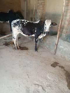 kheera
