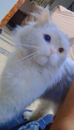 persian