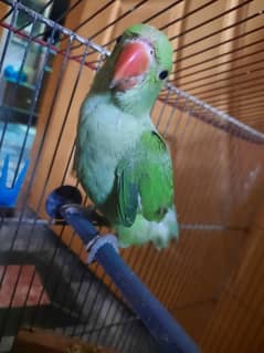 Female parrot for sale