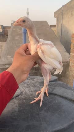 quality paper white heera chicks pair