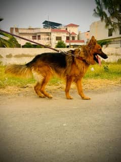 German shepherd dog for sale.