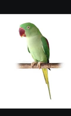 Male raw parrot