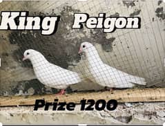 3 pairs of peigon for sell prize less ho gya gi.