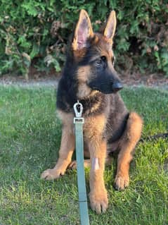 German Shepherd puppy dog for sale Call My WhatsApp 0325,1923475