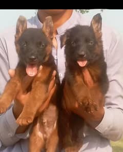 German Dabal coat pair available for sale