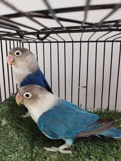 Bonded ready to breed violet fisher split opaline split ino lovebird