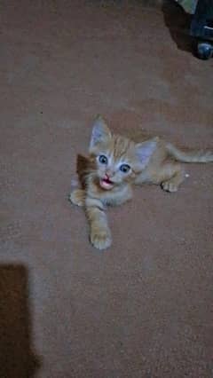 male cat pershan cat  nick name samba