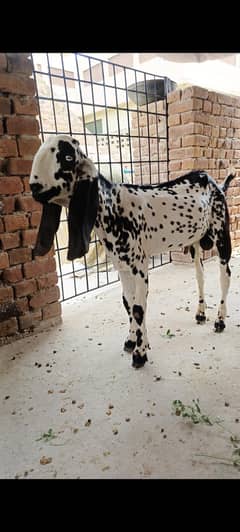 Makhi Cheena Bakra for sale 2026