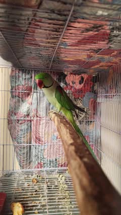 Raw Parrot