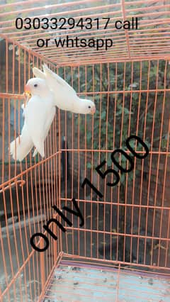 cocktails and love birds for sale