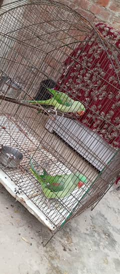 raw parrot ha pair