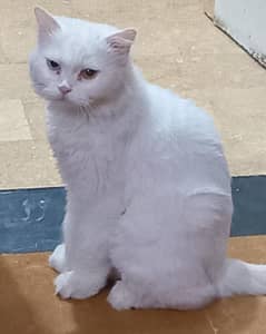 Persian Cat Female. . . .
