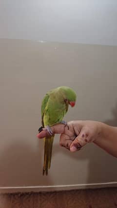 hand tame green parrot