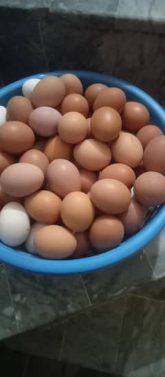 HOME BASED Lohman & DESI EGGS