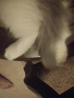 3 year age 90000 cat