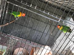 love birds