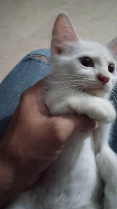 cat babies (kittens)