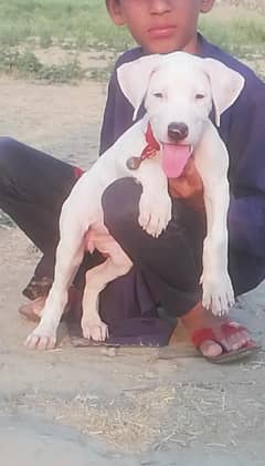 for sale Bully gultair female Age 2 month available my WhatsApp