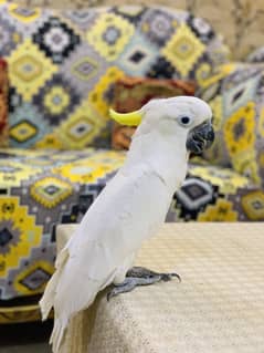 Tritron Cockato