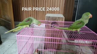 Hand tame raw pair
