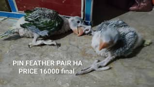 RAW CHICKS PAIR | HAND TAME MALE