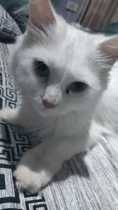 adult cats and kittens