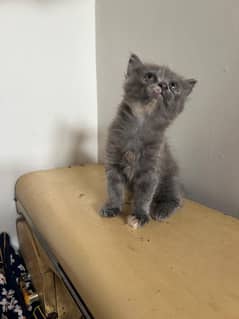 kitten