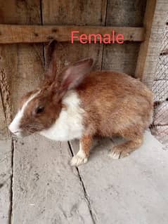 Rabits pair