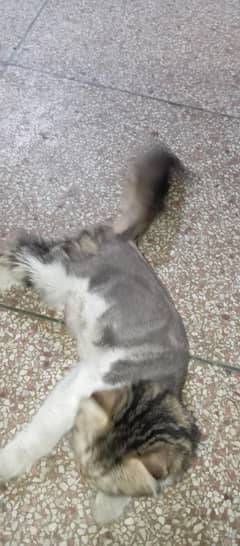 cat