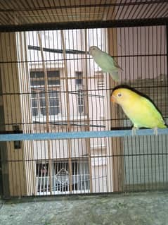 Albino Red Eyes into dacino