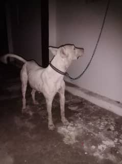 kohati gultair female for sale