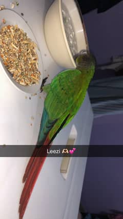 Fully handtame conure chick ready for free fly