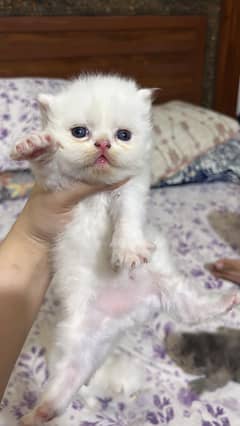 cat Persian
