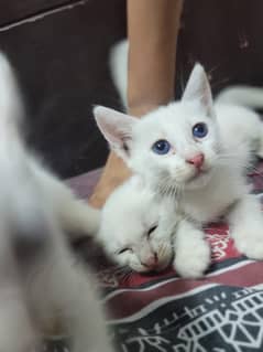 Catt for sale