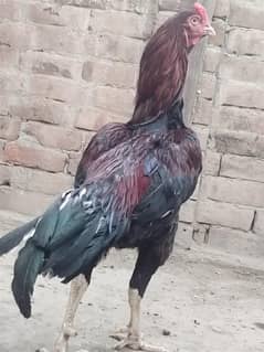 Aseel Sindhi Home breader