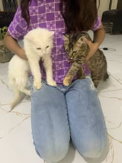 cats