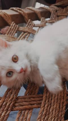 4 month odd eyes