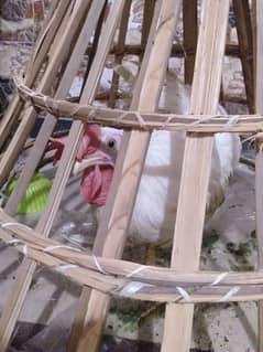 A healthy tame and domisticated pet Cock perfect for pet and breeding