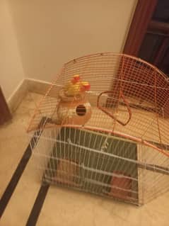 Beautiful love birds looking for new home