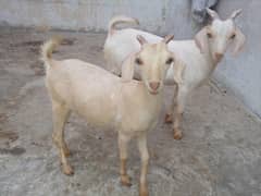 Tedy Taapri