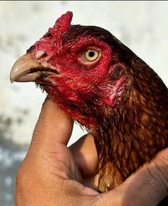 Aseel hen