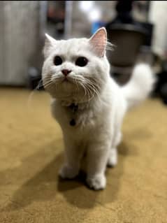 Persian male cat