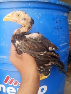 2male