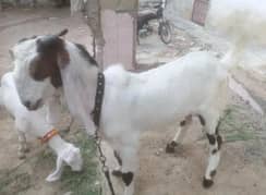 Sindhi khassi